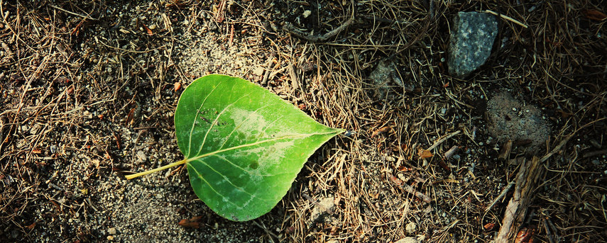 leaf in the soil